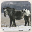 Suche nach appaloosa untersetzer Bob langrish
