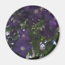 Suche nach clematis magnete Für sie