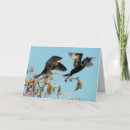 Suche nach kormoran karten Vogelvogel