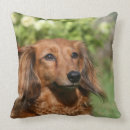 Suche nach langhaarige dackel kissen Bob und pam langrish