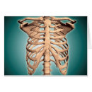 Recherche de cage thoracique Biologie