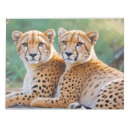 Suche nach tier notizblock Zuneigung