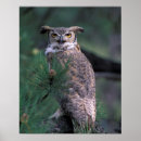 Suche nach eulen poster Vogel