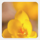 Suche nach krokus aufkleber Quelle