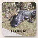 Recherche de alligators de la floride Pour tous