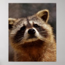Suche nach raccoons poster Niedliche tiere