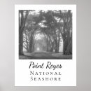 Recherche de arbre de cyprès posters Route