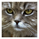 Suche nach graue katzen poster Niedlich