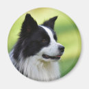 Recherche de chien de border collie magnets Chiens