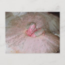 Recherche de prune sucre cartes postales Ballet