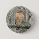 Recherche de faucon badges Faune