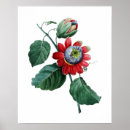 Suche nach passionsblume poster Botanisch