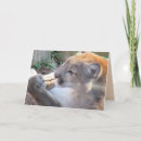 Recherche de cougar vœux cartes Gros chat