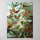 Suche nach trochilidae poster Haeckel