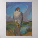 Suche nach wanderfalke poster Falco peregrinus