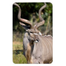 Recherche de taureaux magnets Safari