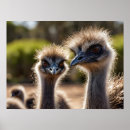 Suche nach emu poster Vogelvogel