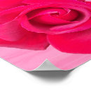 Suche nach romantische rote rose poster Blume