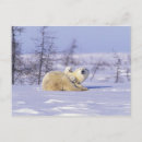 Recherche de toundra cartes postales Arctique