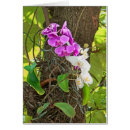 Recherche de phalaenopsis Tropical