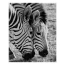 Suche nach zebras poster Gestreift