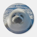 Recherche de bébé phoque magnets Jeune animal