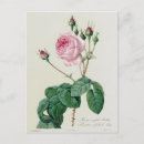Suche nach redoute postkarten Rose