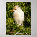 Suche nach rinder poster Vögel
