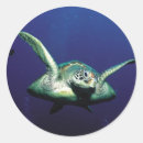 Suche nach wassertiere aufkleber Schildkröte