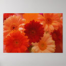 Recherche de fleurs marguerite gerbera art Marguerites