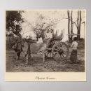 Suche nach ochsen poster 19th