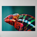 Suche nach reptil poster Chamäleon