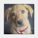 Suche nach labrador welpe magnete Fotografie