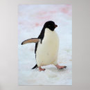 Suche nach antarctica poster Wildlife