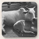 Recherche de veau dessous de verres Vache