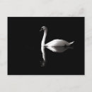 Recherche de oiseau noir et blanc cartes postales Cygne