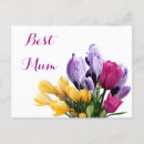 Suche nach rosa krokus karten Hübsche rosa tulpen blumenkarte
