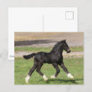 Recherche de gypsy cartes postales Animal