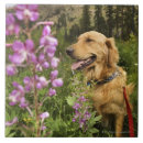 Suche nach golden retriever fliesen Vertikal