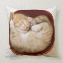 Suche nach hauskatze kissen Schlafen