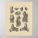 Recherche de modèle anatomique posters Humain