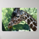 Recherche de girrafe posters Animaux
