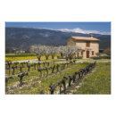 Suche nach steinhaus poster Blume