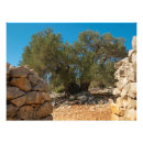 Recherche de jardin olive art Olives