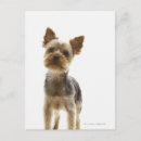 Suche nach yorkshire terrier postkarten Tier
