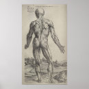 Recherche de andreas vesalius posters De humani corporis fabrica