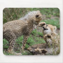 Recherche de mousepad faune tapis souris Chats