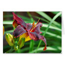 Recherche de hémérocalle cartes postales Lis