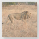 Suche nach katzenartig untersetzer Safari