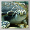 Recherche de tortues posters Animal